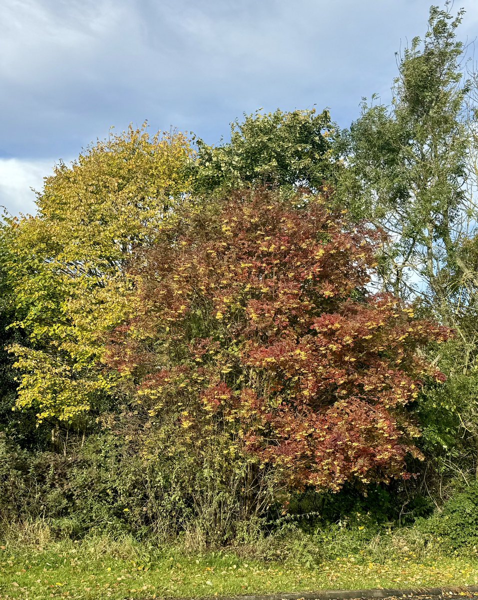 Dr Marie Gressmann tweet media