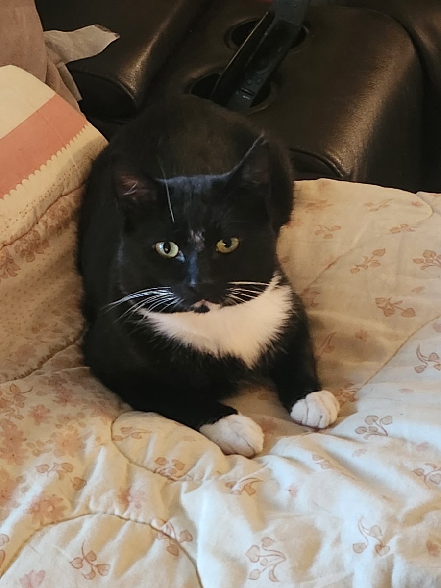 I am fostering this little luv, he's a rescue. I've named him Baxter Fitzwilliam in honour of Mr Darcy 😉🎩