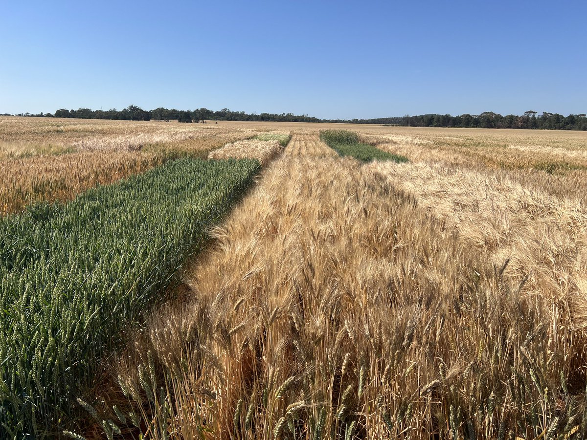 Barry Haskins tweet media