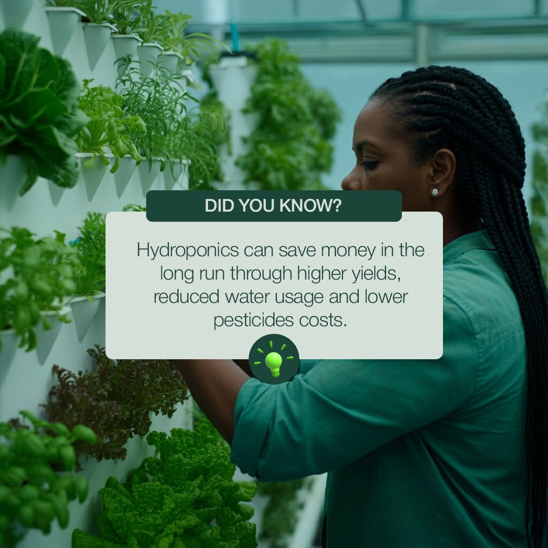Smartelglobal's tweet image. smartelglobal By using less water, space, and resources, Hydroponics can save you money! it&apos;s a cost-effective way to grow fresh, healthy food.
#Smartellmpact #Hydroponics #SaveMoneyGrowMore