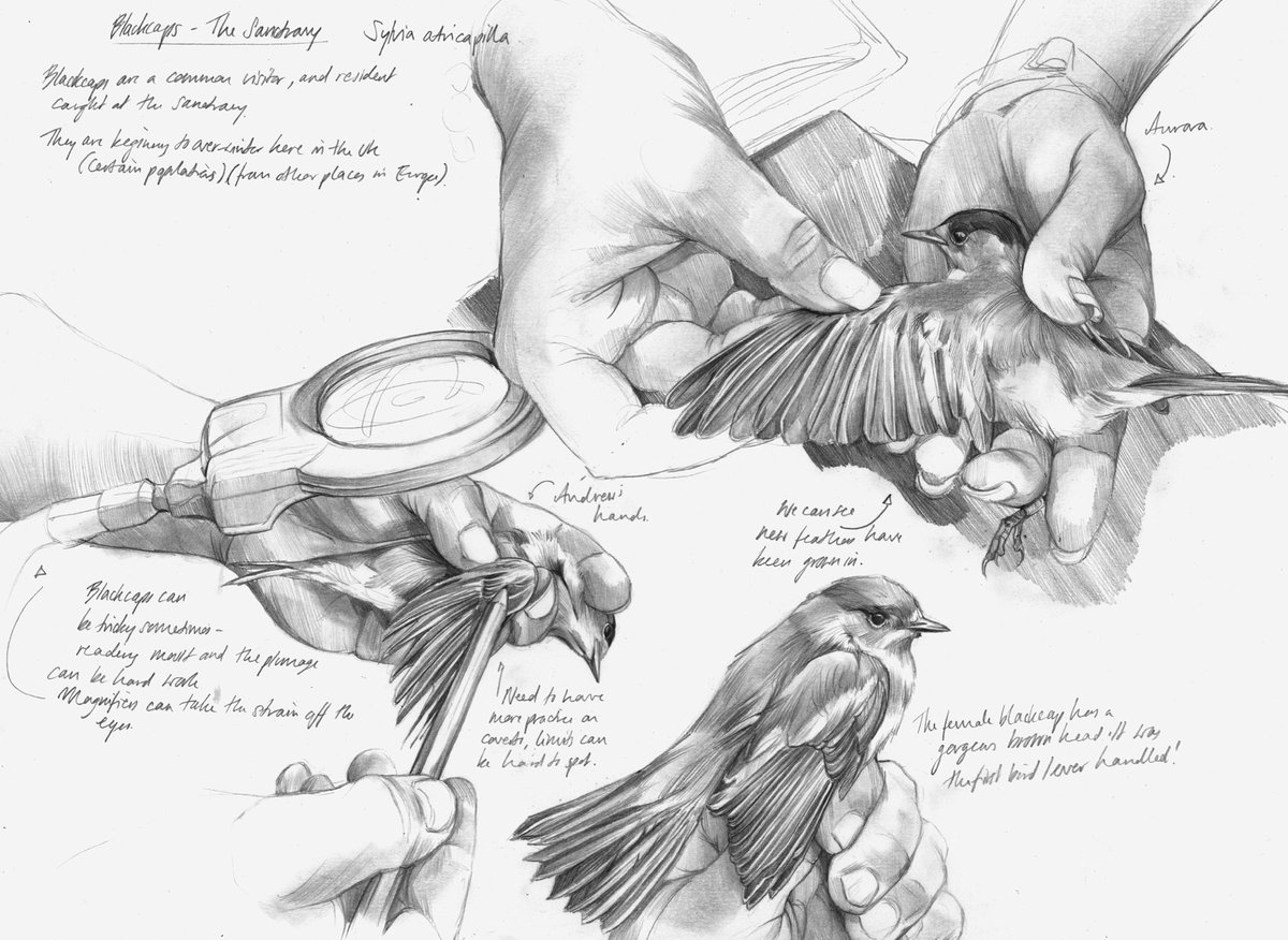 Good morning all! 

Here’s some Blackcaps to brighten your twitter feed, and remind you of the great work bird ringers do!