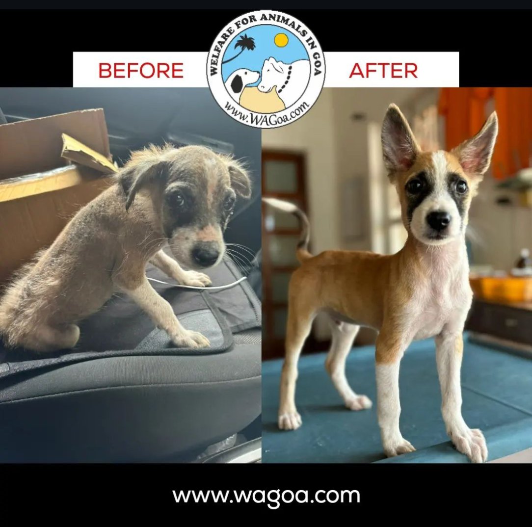 Meet Jacky, a brave little pup rescued from the streets of Goa, suffering from mange and starving. With a month of medical treatment, love, and care from Team WAG, he’s transformed into a beautiful, healthy puppy!

We’re thrilled to share that Jacky has found his forever home!