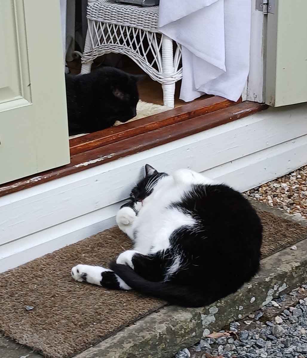angus_bain's tweet photo. P&amp;A Pet Charity Calendar Competition, the remaining entry photos from the Gang of Fur https://t.co/cTZNzVp0OX