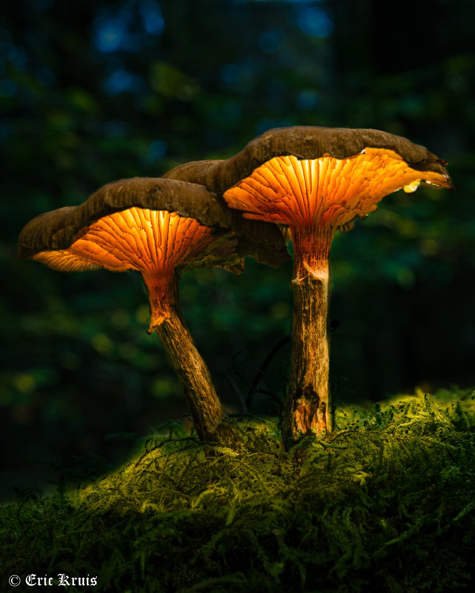 Kabouterstraatverlichting / Lampposts for gnomes

#mushroomphotography #glowingmushrooms #AutumnVibes #FallVibes