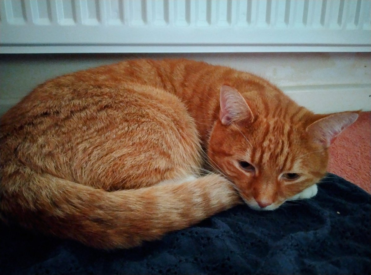 CathyJSimkins's tweet photo. #KittyLoafMonday?! Meh!! I think I'll just try a #CinnamonSwirl on your favourite t shirt instead ... 😻❤️🐾💤👕
#Hedgewatch #CatsOnTwitter https://t.co/dvLP0U4RHh