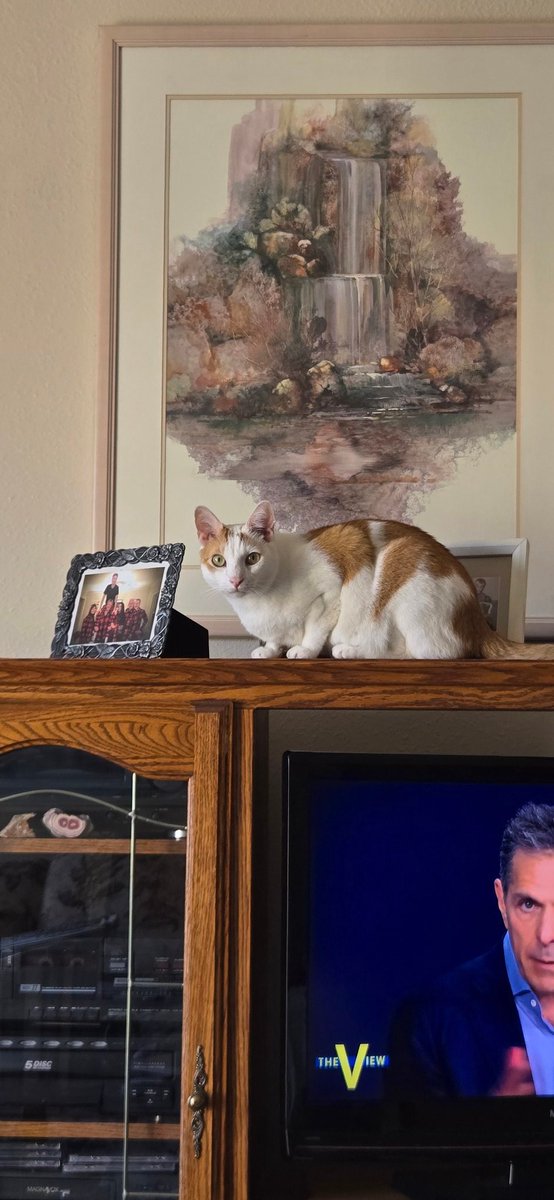 Mouse in the House and Loki tweet media