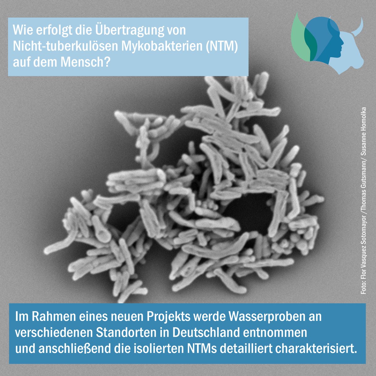 Aktuelles Projekt des Leibniz-Forschungsverbunds <a href="/INFECTIONS_21/">INFECTIONS</a> untersucht anhand von Wasserproben an verschiedenen Standorten in Deutschland wie die Übertragung von Nicht-tuberkulösen Mykobakterien (NTM) auf dem Mensch erfolgt? ▶️leibnizinfections.de/de/forschung/a…