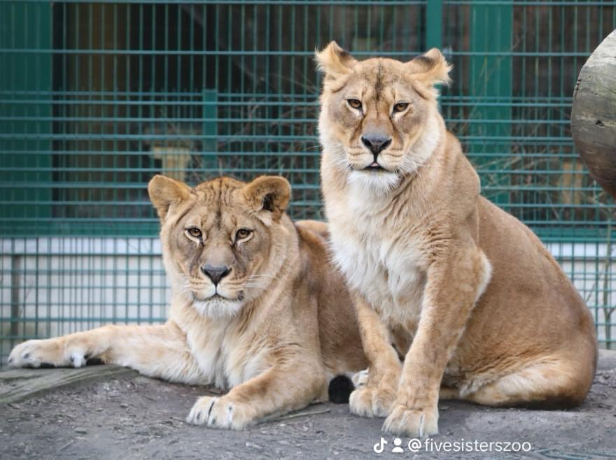 fivesisterszoo's tweet photo. Lion Rescue Take Two! 🦁🇺🇦

We are excited to share that Luna and Plusza, two four-year-old lionesses rescued from Ukraine, will soon be arriving at Five Sisters Zoo!

#FiveSistersZoo #FSZ #LionRescueTakeTwo https://t.co/gwLeVJxq5m