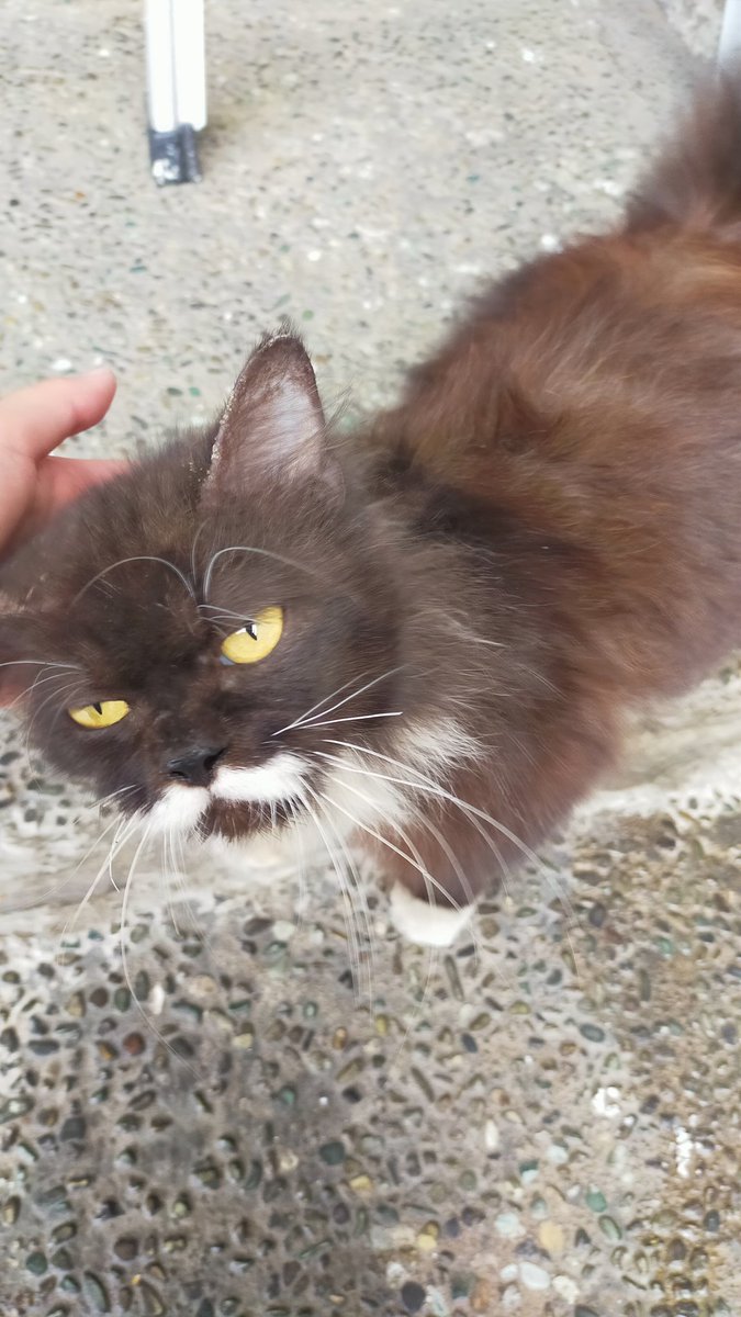 keymonade's tweet photo. Gaes buat yg ngeliat kucing ini kabarin gw ya, ilangnya sekitar kanayakan kemarin malem, makasii https://t.co/lH87D91tKD