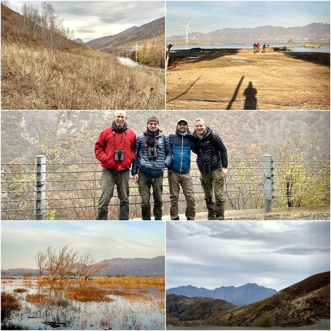 Wild Beijing 北京自然 tweet media