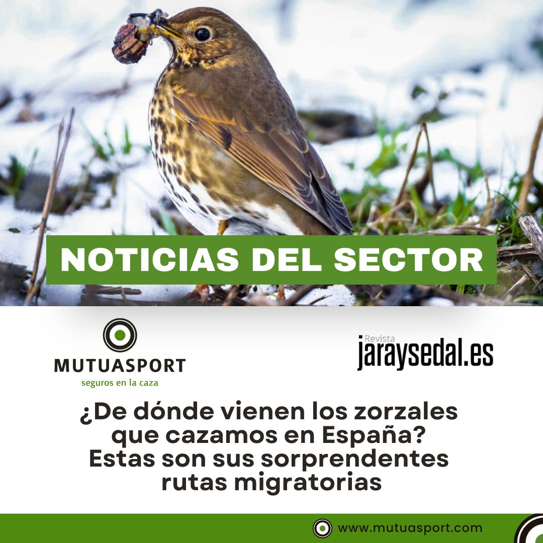 📣¡𝗡𝗢𝗧𝗜𝗖𝗜𝗔𝗦 𝗗𝗘𝗟 𝗦𝗘𝗖𝗧𝗢𝗥!

¿De dónde vienen los zorzales que cazamos en España?
Estas son sus sorprendentes rutas migratorias.

Dos expertos del #ProyectoZorzales tienen las respuestas.

📝👆 Haz clic en el link para leer el artículo: mutua.mutuasport.com/dedondevienenl…