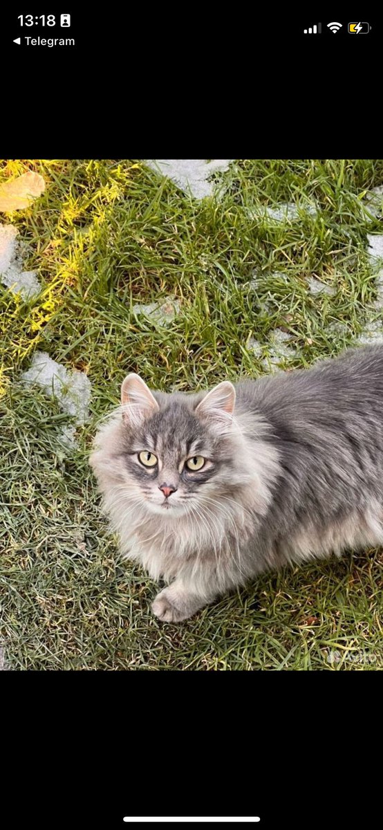 Ребята, пошерьте пожалуйста 
#Екатеринбург #Екб #кошки