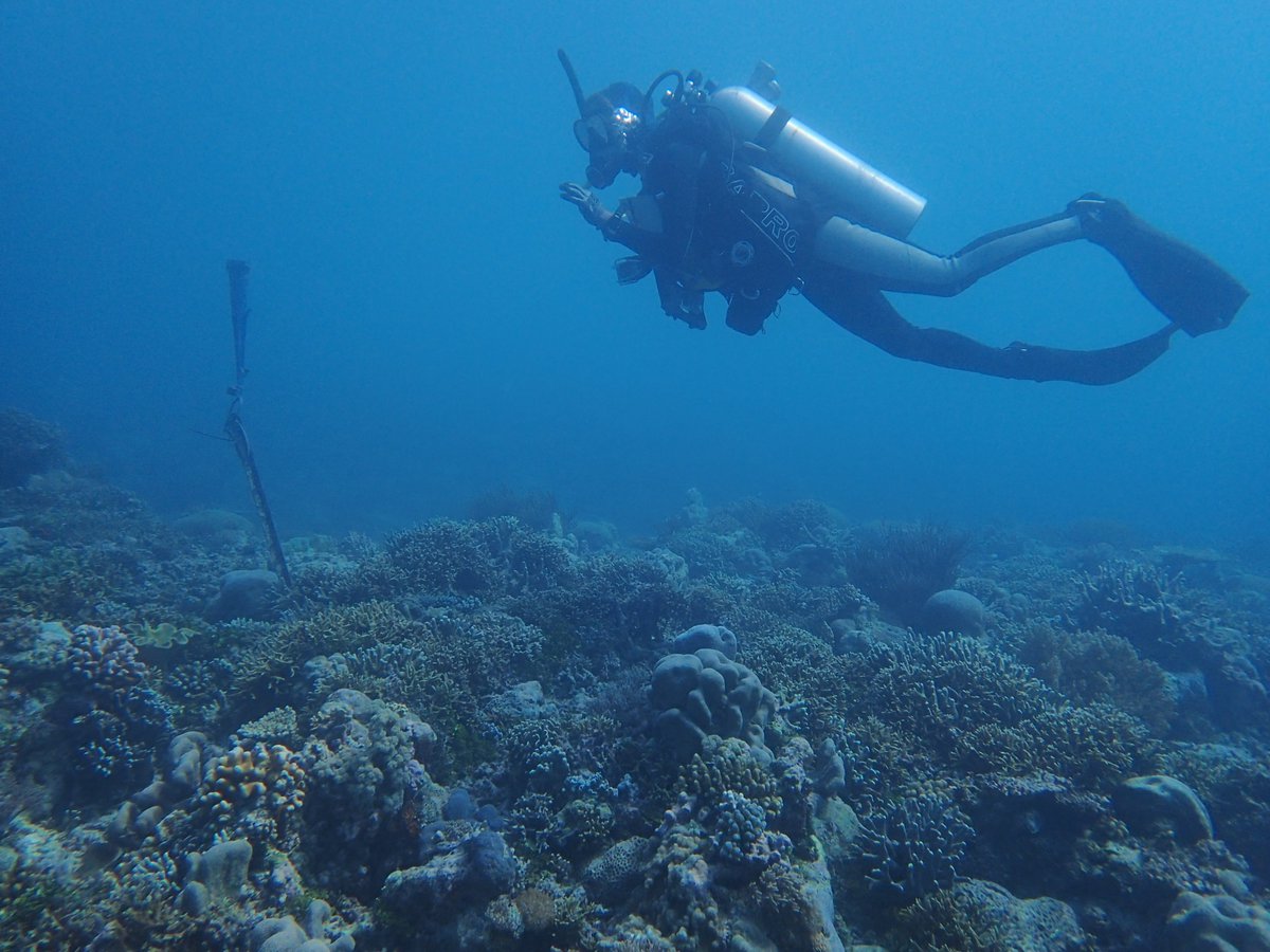 Camille Grimaldi (@grimaldicam) on Twitter photo Just returned from another great trip at Ashmore Reef (NW Aus) where we retrieved more than 20 oceanographic instruments and collected the first ever oceanographic measurements of waves, currents and water levels across the reef ๐ชธ <a href="/aims_gov_au/">Australian Institute of Marine Science</a> <a href="/ausmarineparks/">Australian Marine Parks</a> Just returned from another great trip at Ashmore Reef (NW Aus) where we retrieved more than 20 oceanographic instruments and collected the first ever oceanographic measurements of waves, currents and water levels across the reef ๐ชธ <a href="/aims_gov_au/">Australian Institute of Marine Science</a> <a href="/ausmarineparks/">Australian Marine Parks</a>