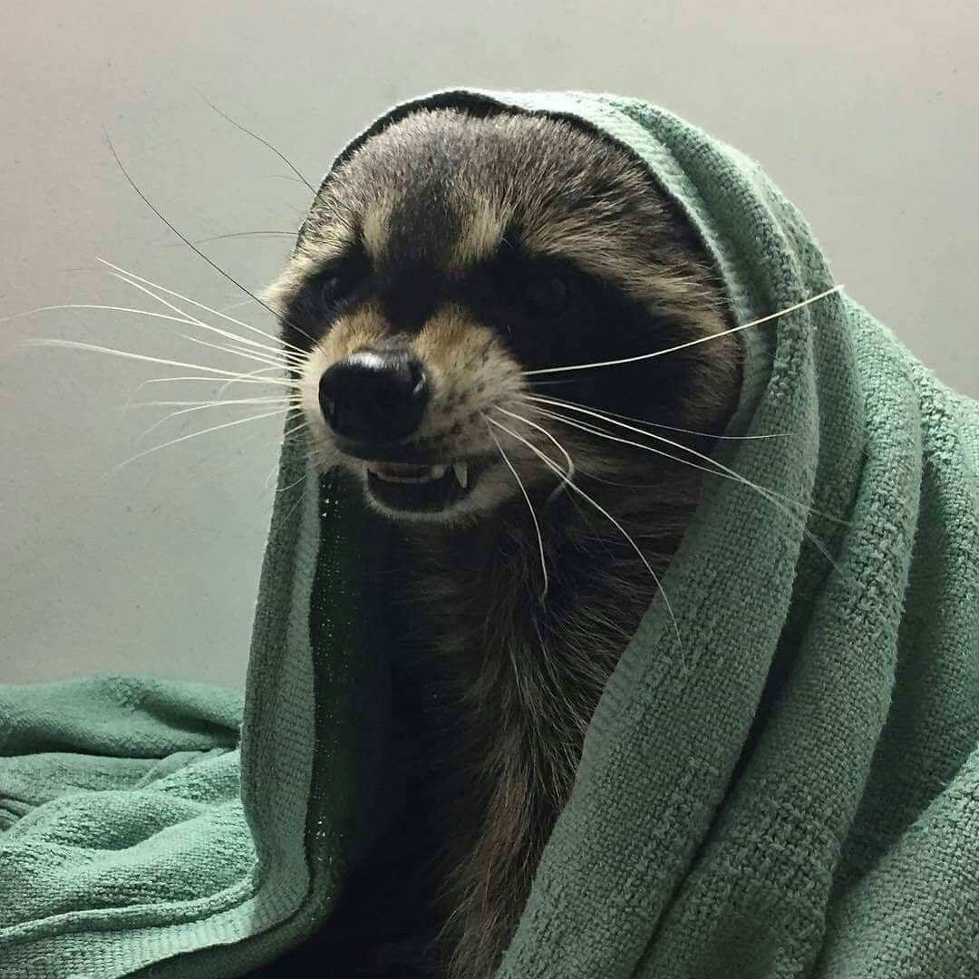 raccoonhourly's tweet photo. https://t.co/BMBxqIbqba