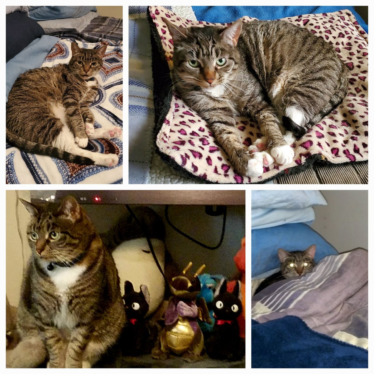 Thorny316's tweet photo. Happy 13th Birthday Maize 🐈🐾💜 She was found on JBPHH Hawaii underneath the hood of a car when I was stationed there in the Air Force. What a special gift  she has been to me. 🐈🎁
#HappyBirthday #CatsAreFamily
#CatsLover #catsarethebest
#CatsOfX #RescueCats #Cats
 #Maizekitty1 https://t.co/2RkSWHEVfU