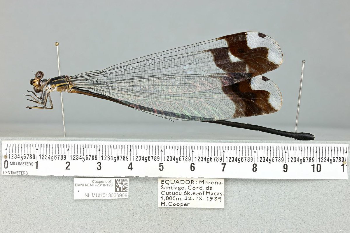 Digitising the NHM (@nhm_digitise) on Twitter photo It’s #OpenAccessWeek! At the Natural History Museum we have an ‘open by default’ approach to data, and our collections have already been used in nearly 4,000 research publications.
<a href="/NHM_Science/">Science at the Natural History Museum</a> It’s #OpenAccessWeek! At the Natural History Museum we have an ‘open by default’ approach to data, and our collections have already been used in nearly 4,000 research publications.
<a href="/NHM_Science/">Science at the Natural History Museum</a>
