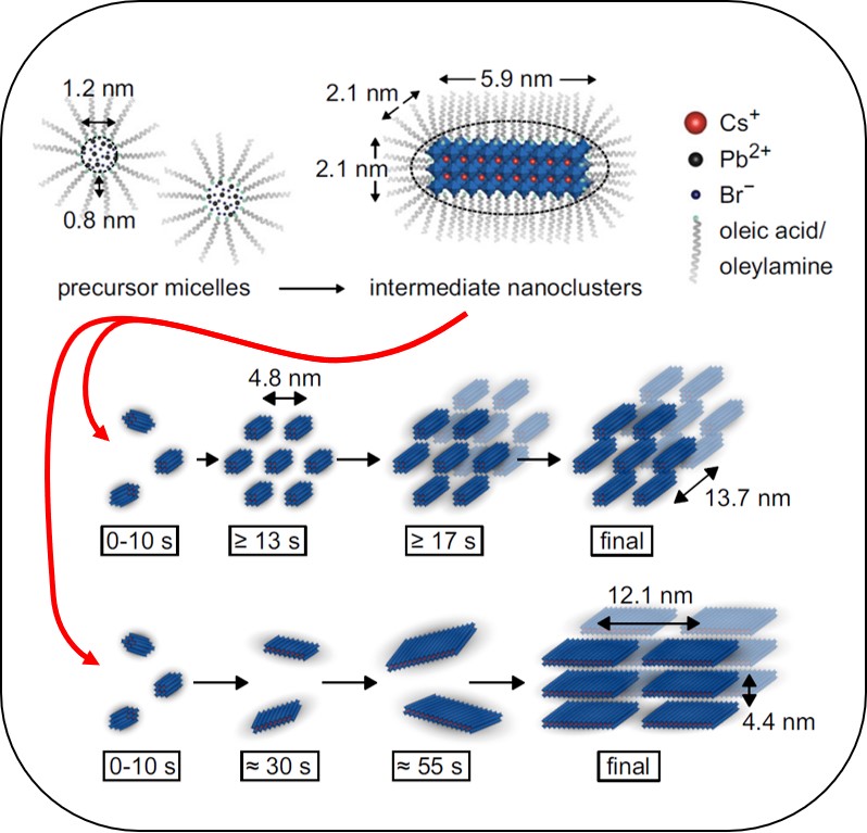 Fantastic collaboration with the @Nickel_Lab group on understanding how anisotropic halide #perovskite #nanocrystals form! Out now in Nature Communications: rdcu.be/dXl7H🥳