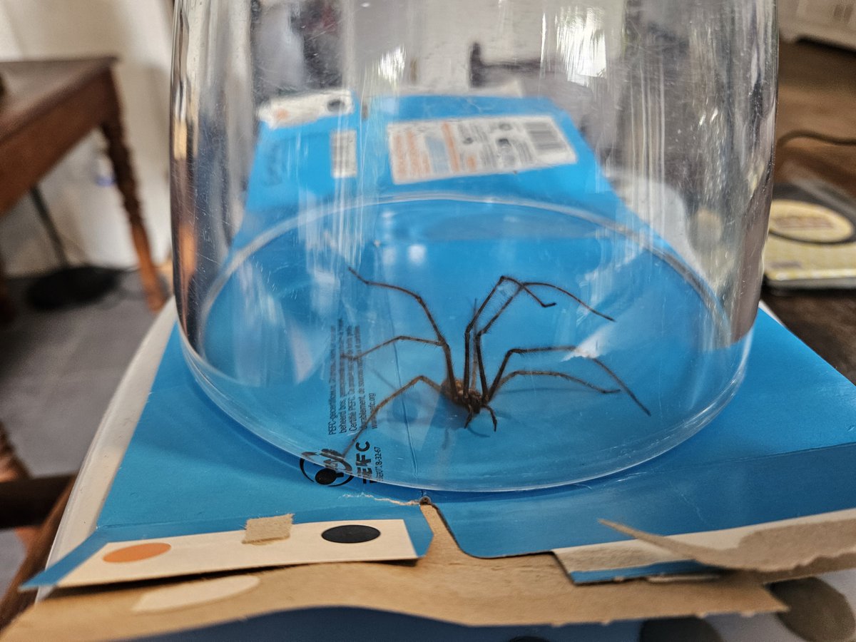Me: I am a proud and happy #feminist. I will set a good example for my boys by breaking gender roles in our household. So I will be the one to take spiders outside.

The spiders this Fall: