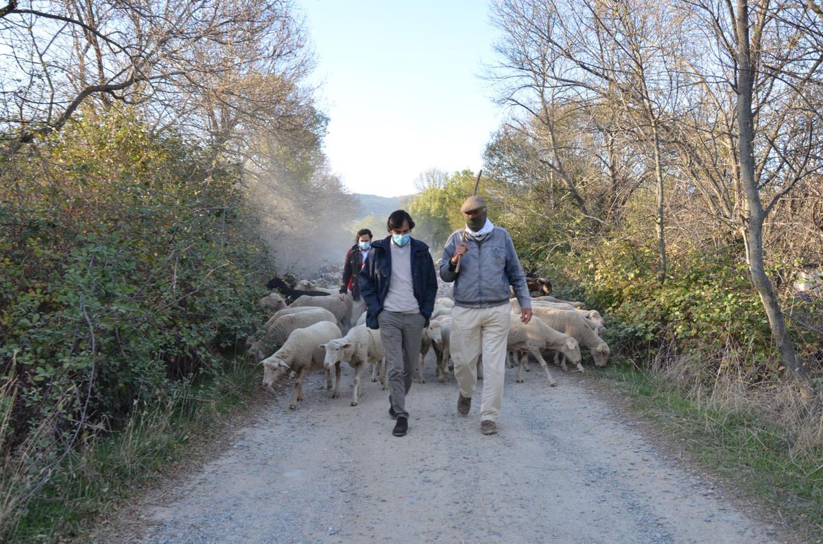 La trashumancia es patrimonio cultural de la UNESCO porque sin ella no se entendería nuestra región. Madrid cuenta con 4.000 km de vías pecuarias esenciales para el pastoralismo y la biodiversidad. Hoy en el encuentro internacional de la Transhumancia recordamos a Suso Garzón.