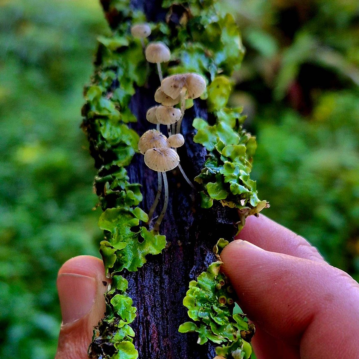 Cormac's Coast tweet media