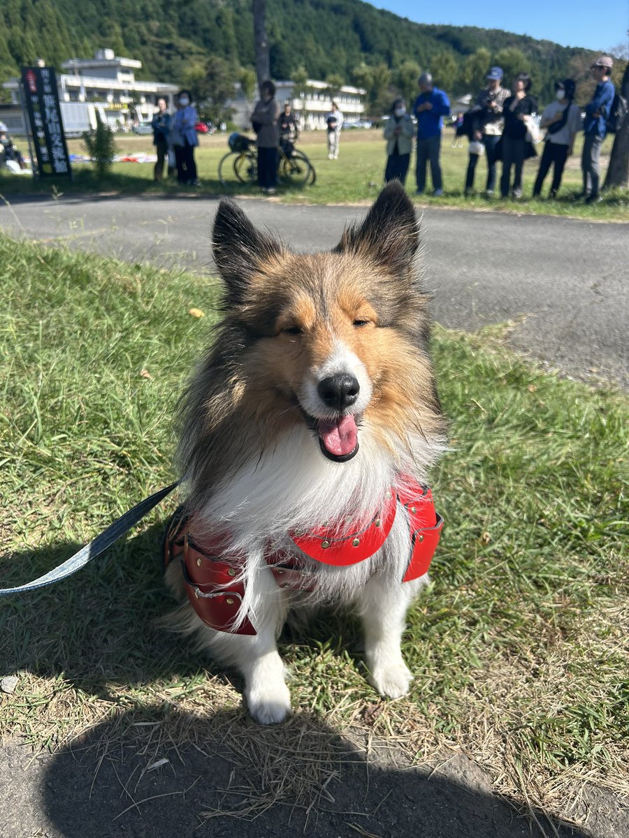昨日の出来事🐾
大関ヶ原祭りに参加してきました✨
ステラちゃんは甲冑着て行ってお友達や同じ赤備えの仲間と写真を撮ったり、ペット用の甲冑が珍しく、色んな人に『写真いいですか？』って言われて、写真を撮ってもらいました😆
可愛い💕かっこいい✨と言われご満悦のステラちゃんでした🤣