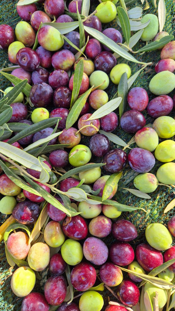 Kemal Kremic (@kemalkremic) on Twitter photo 