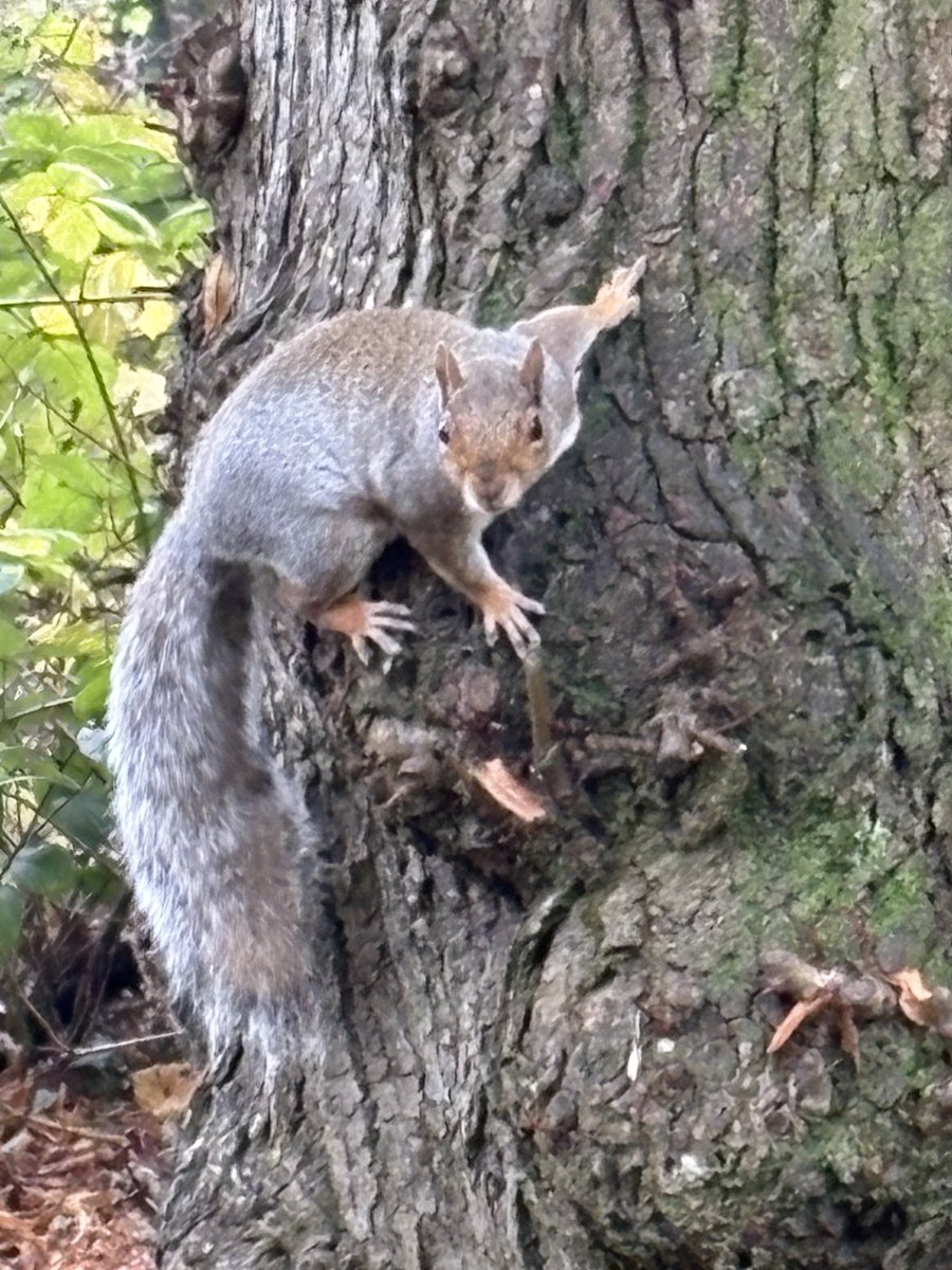 A little friend in #ButePark this morning squirrel