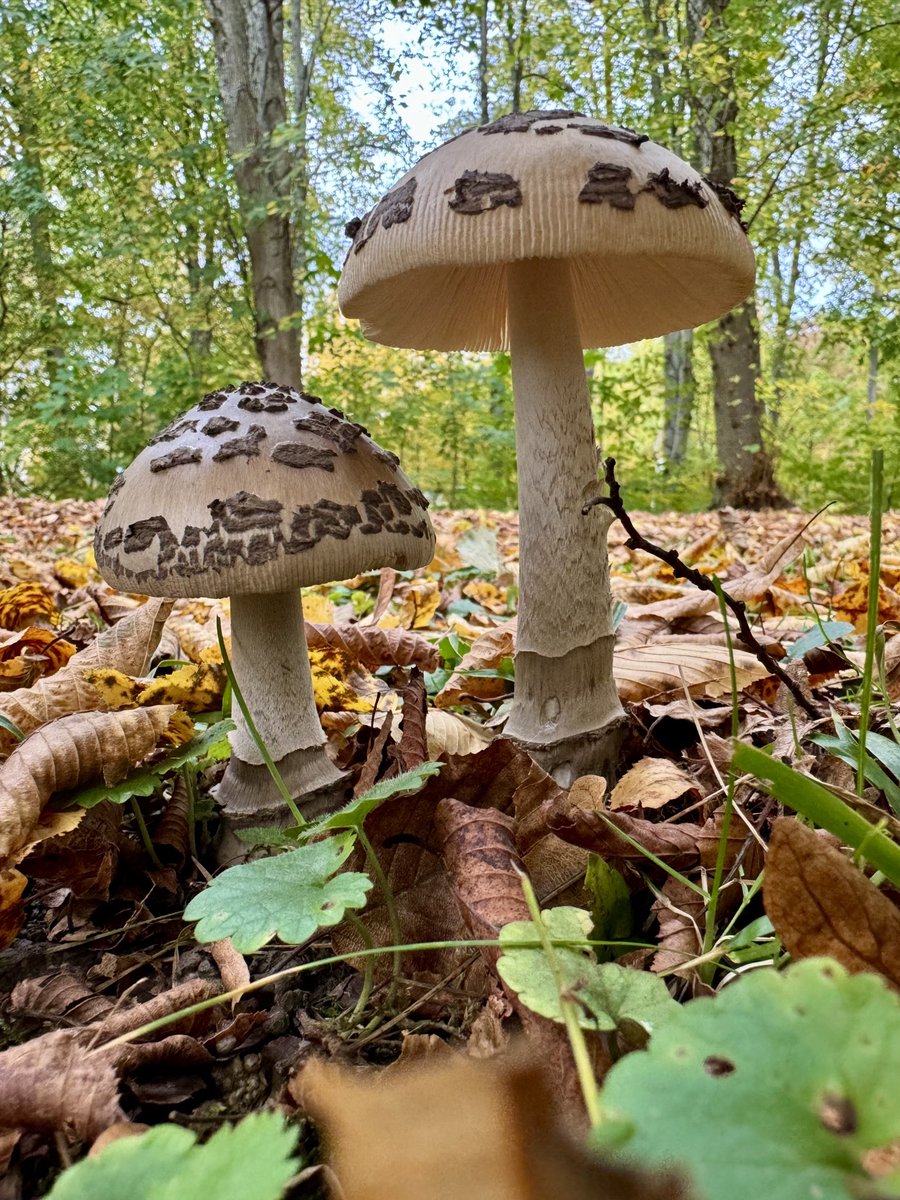 Debbie Chatting (@bornchatting) on Twitter photo Fungi, flowers and loads of great music on β¦<a href="/SomerValleyFM/">π Somer Valley FM</a>β© with guest Kristina chatting about organic gardening! Join me 10-12 this morning #localradio #nature #midsomernorton Fungi, flowers and loads of great music on β¦<a href="/SomerValleyFM/">π Somer Valley FM</a>β© with guest Kristina chatting about organic gardening! Join me 10-12 this morning #localradio #nature #midsomernorton