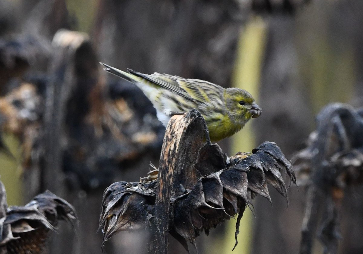 Serin - Serinus serinus feeding on sunflower seeds in Schüpbach, Switzerland