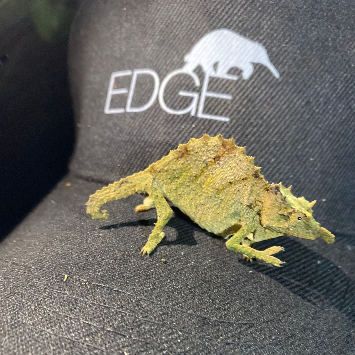 EDGE of Existence tweet media