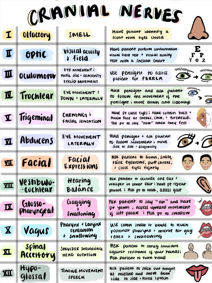 Cranial nerves