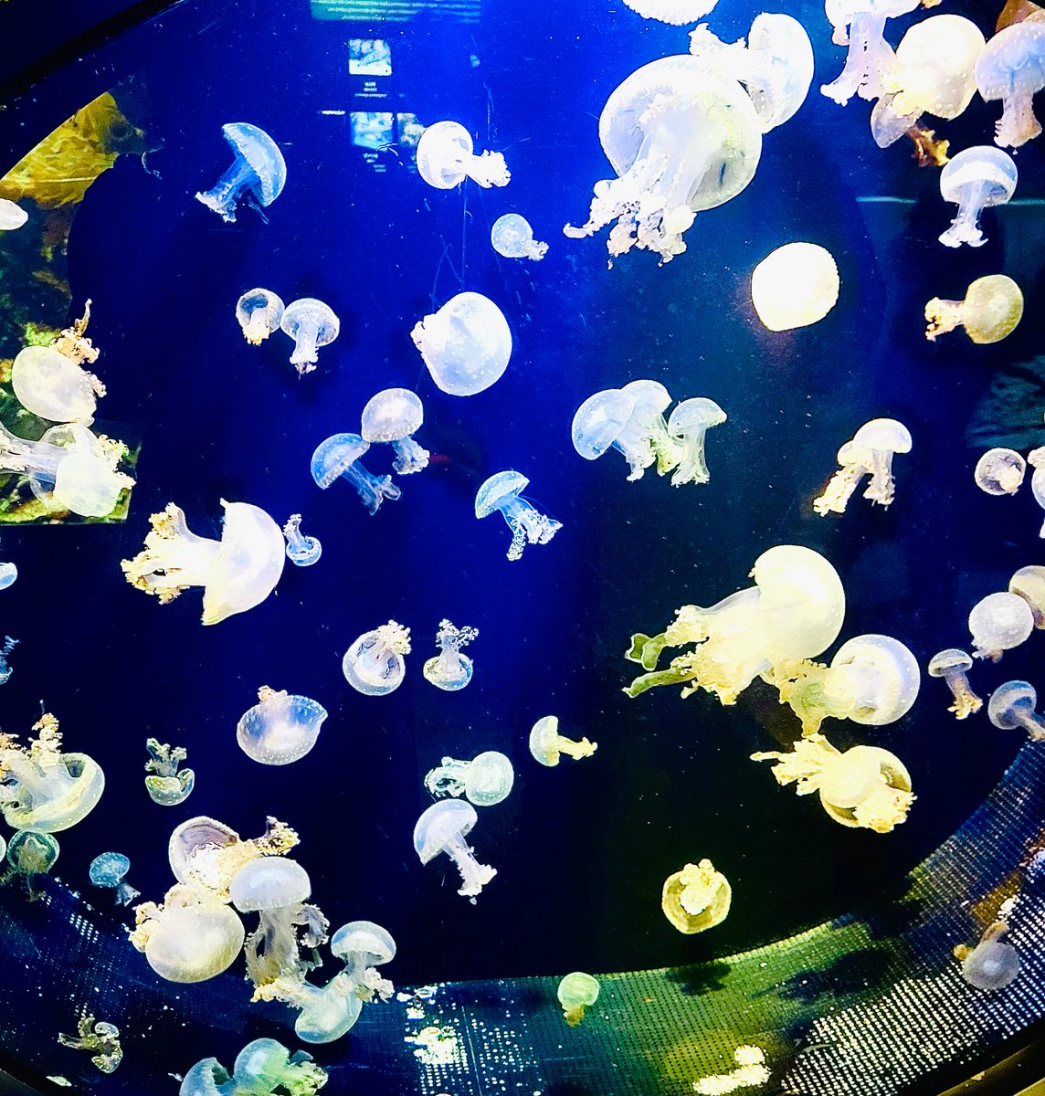 あやぽん🪼ྀི tweet media