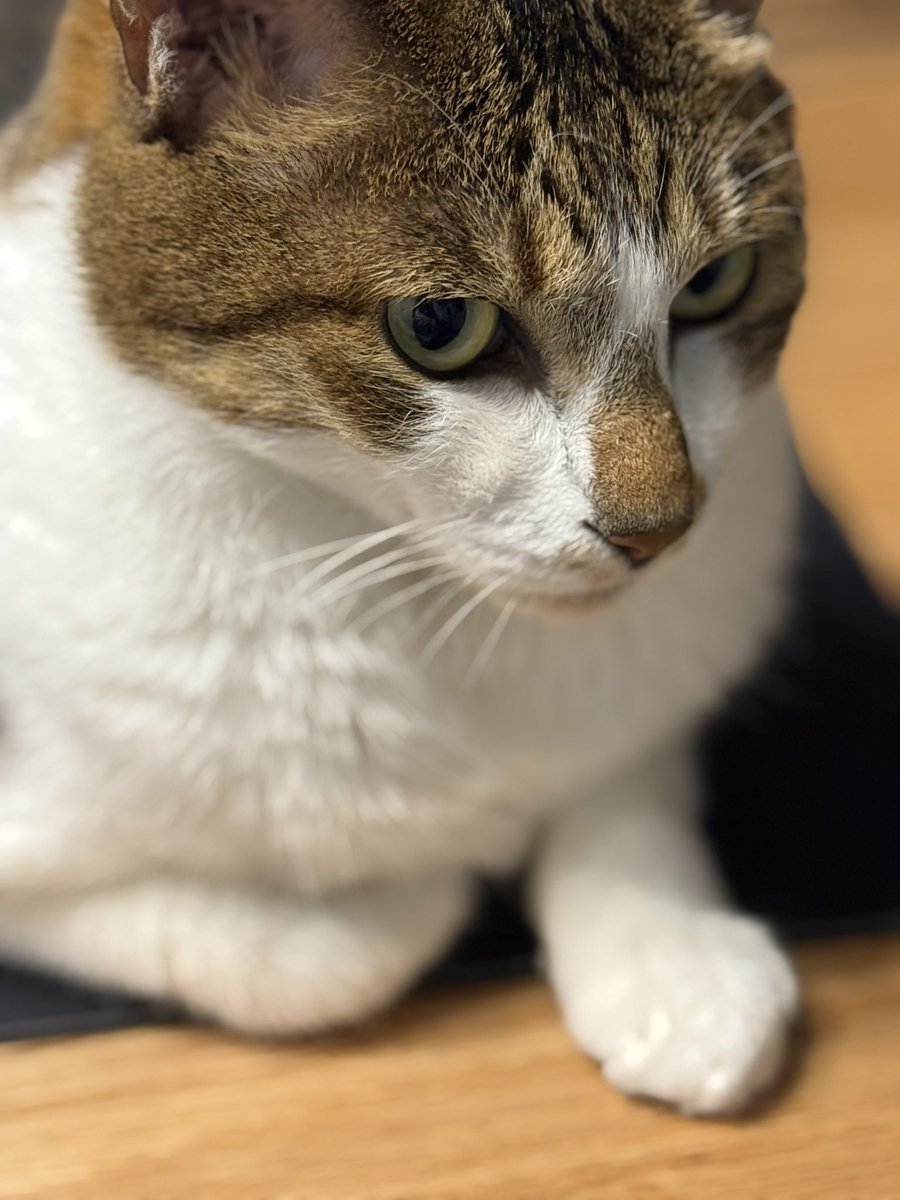 ふとスマホの上でくつろいでいる猫の手を見たら何故かLINEの画面が開