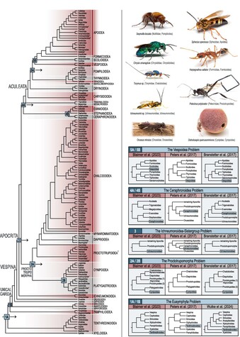 Systematic Entomology (@systematic_ent) on Twitter photo See our #EarlyView #ReviewArticle
Evolving perspectives in Hymenoptera systematics: bridging fossils and genomes across time, by @ymilesz @thecriticalbee and colleague.
doi.org/10.1111/syen.1…
<a href="/WileyEcolEvol/">Wiley Ecology & Evolution</a> @RoyEntoSoc #OpenAccess See our #EarlyView #ReviewArticle
Evolving perspectives in Hymenoptera systematics: bridging fossils and genomes across time, by @ymilesz @thecriticalbee and colleague.
doi.org/10.1111/syen.1…
<a href="/WileyEcolEvol/">Wiley Ecology & Evolution</a> @RoyEntoSoc #OpenAccess