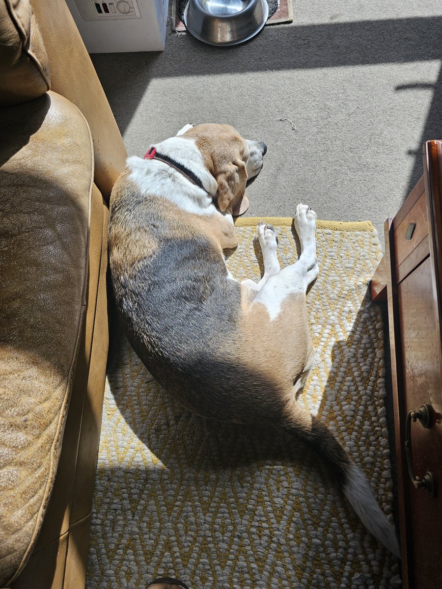 Alienore's tweet image. Gave the dogs apple earlier. Dave finished quickly.  Lizzie takes her time.  
Heard crying noises.  Dave is staring at the apple beside Lizzie.
Dave moved to take the apple.
Lizzie snarled at him.
Go Lizzie!