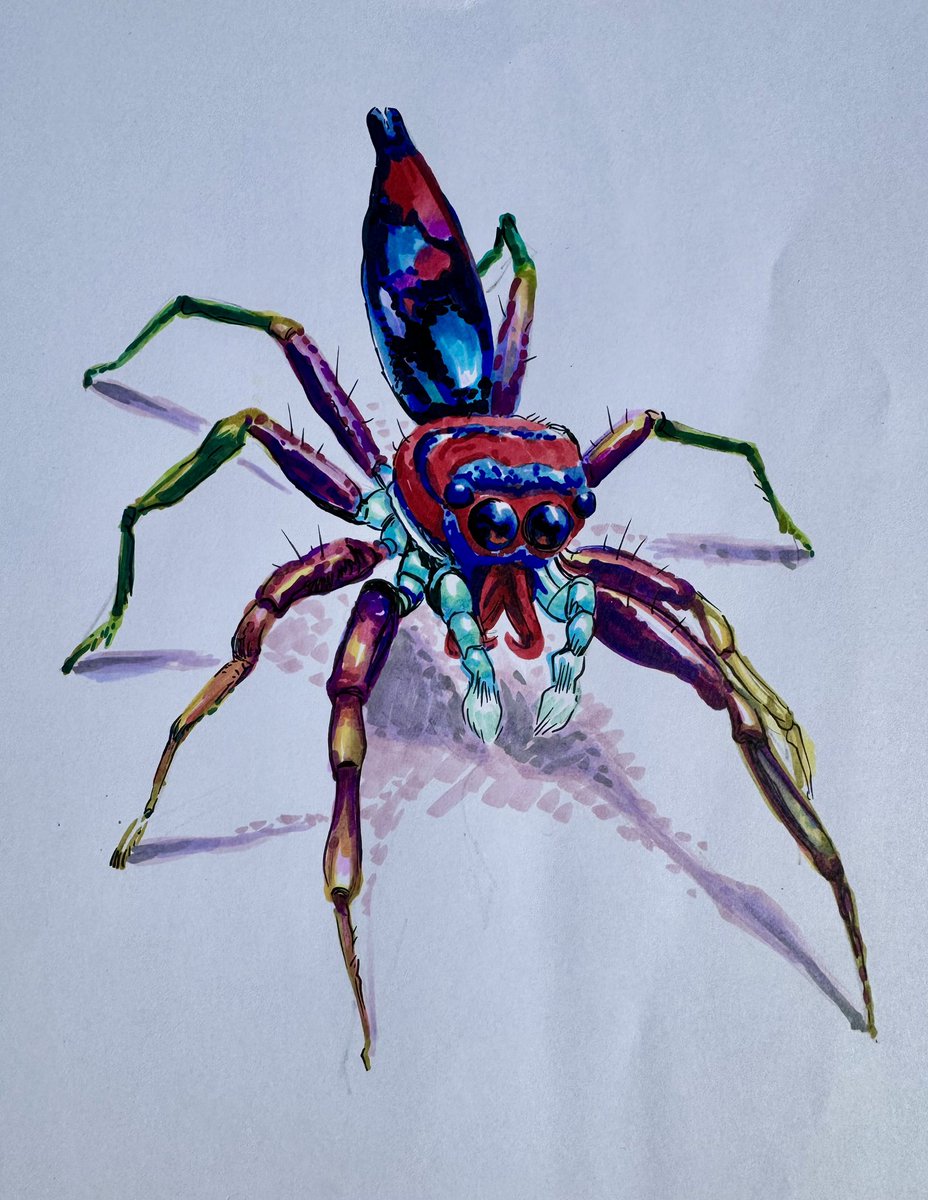 NDeStefano's tweet photo. #OctoberAnimals Day 28 - Jumping Spider (Chrysilla volupe) https://t.co/9QQiRvRkAU