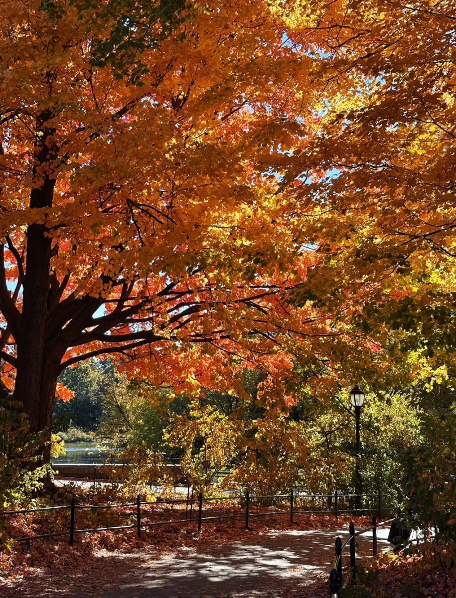 fdsfdsfdssx's tweet photo. When the leaves fall, the whole world is surrounded by soft colors, like a dream. https://t.co/GKo45b6JDv