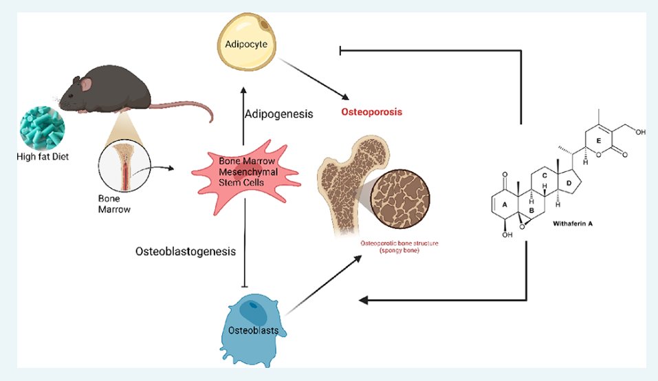 The <a href="/BMA_Society/">BMAS</a> paper of the month is "Withaferin A Ameliorated the #BoneMarrowFat Content in Obese Male Mice by Favoring #Osteogenesis in Bone Marrow #MesenchymalStemCells and Preserving #BoneMineralDensity" in ACS Pharmacology &amp; Translational Science bit.ly/4fjEqR8
