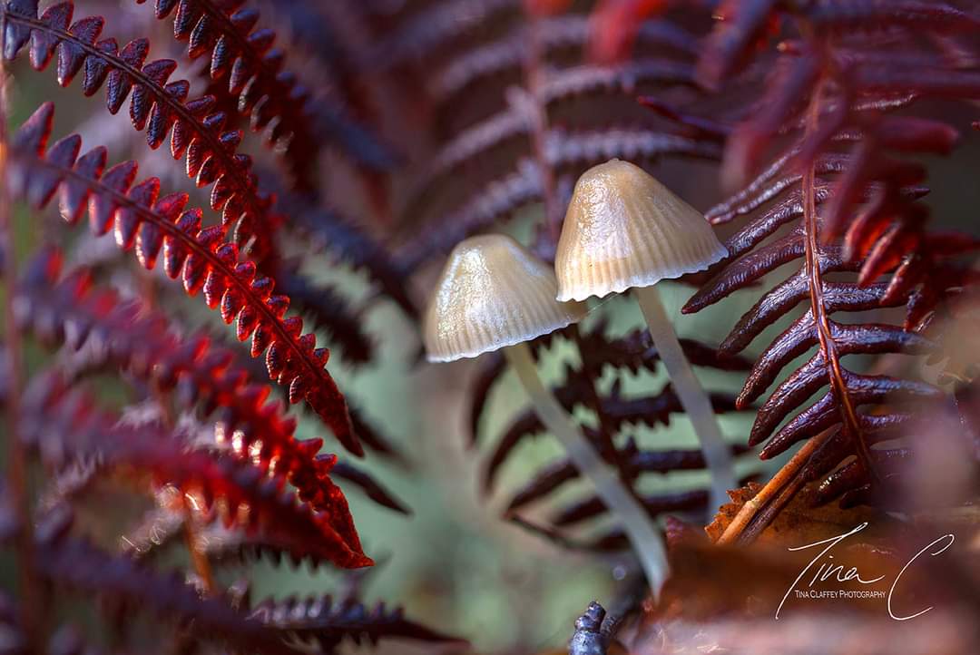 TinaClaffeyPhoto tweet media