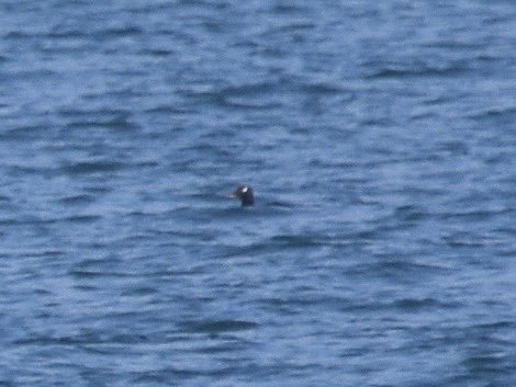 White-winged Scoter, Lunan, 28 October 2024