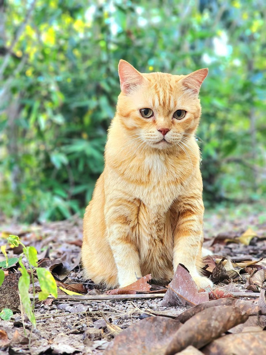 Mut won't ask to fight with anyone because he's a cute cat, not a boxer.