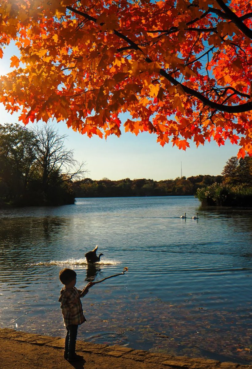 In the autumn sunshine, the leaves fall gently, like scattered stars, lighting up every corner of the earth.