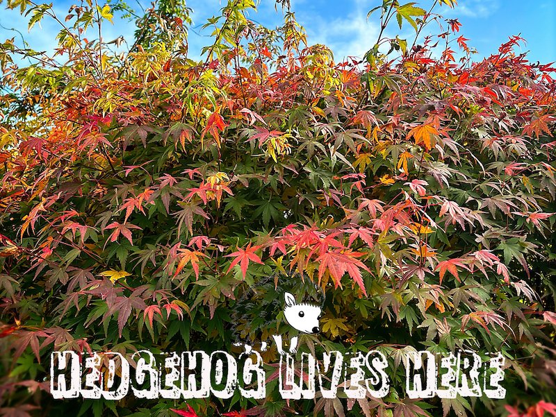 fiburkecreative's tweet photo. How chuffed am I that we have at least one hedgehog living under this colour fountain of a maple. It/they made their home in the heather bush underneath the maple earlier in the year so I guess it/ they are getting ready to hibernate now.
#autumnwatch #hedgehog https://t.co/FY6q92ItAp
