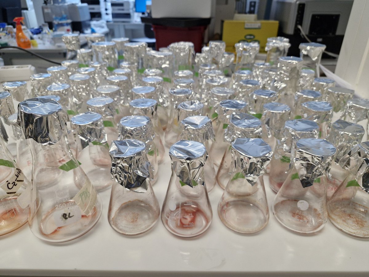 It's been a busy past three months of secondary metabolite extractions at <a href="/AITtomorrow2day/">AIT</a> and <a href="/BOKUvienna/">BOKU University</a>! But just look at those colours 😍❤️

<a href="/Fabiteam1/">FABI</a> <a href="/mycobiomics/">Mycobiomics</a>