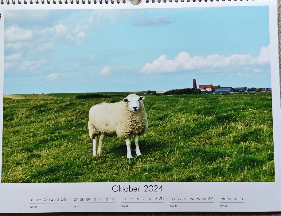 fussball_freund's tweet photo. #ScharfeSchafe Oktober 24: #Pellworm in einem Bild: Deich, Schaf, Wahrzeichen 😍. Die "alte Kirche" mit dem alten, eingefallenen Kirchturm von ca. 1200 (links) und dem neueren Kirchenschiff von 1687 (weiß). Berühmt für Konzerte ist die Schnitgerorgel aus 1710. #Nordfriesland https://t.co/cTcXCCpYRh