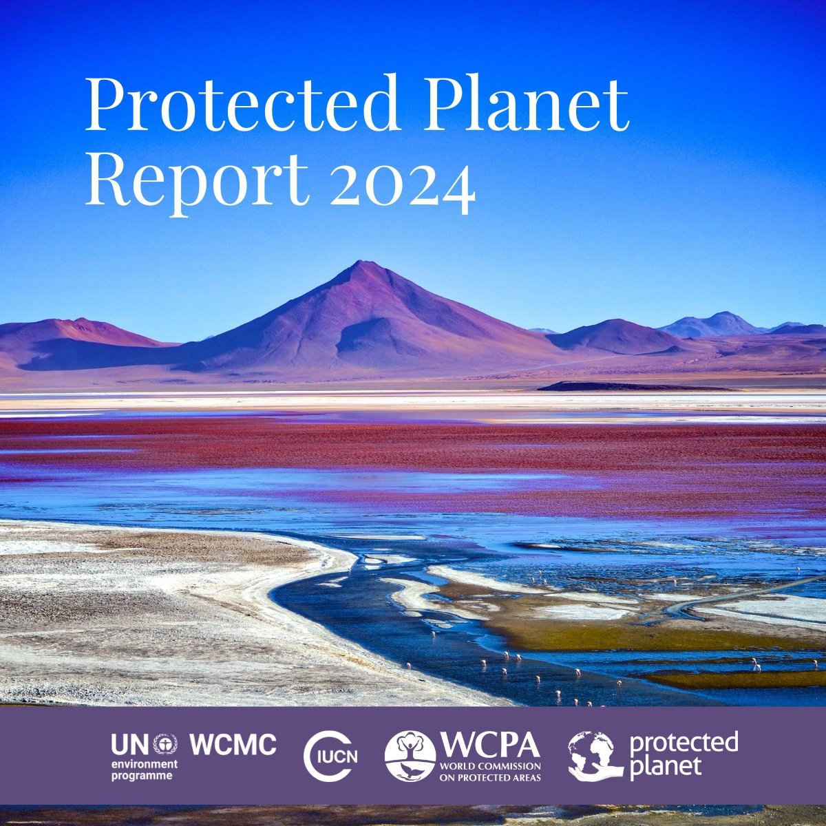 UNBiodiversity's tweet photo. 🚨NOW LAUNCHED🚨
Protected Planet report 2024🌐
The first global stocktake on the state of Protected and Conserved Areas since agreement of the Kunming-Montreal Global Biodiversity Framework #GBF
🔗https://t.co/N2lWYpWyna
#ProtectedPlanet #30x30 #PeaceWithNature   #COP16Colombia https://t.co/FP2m6Romcp