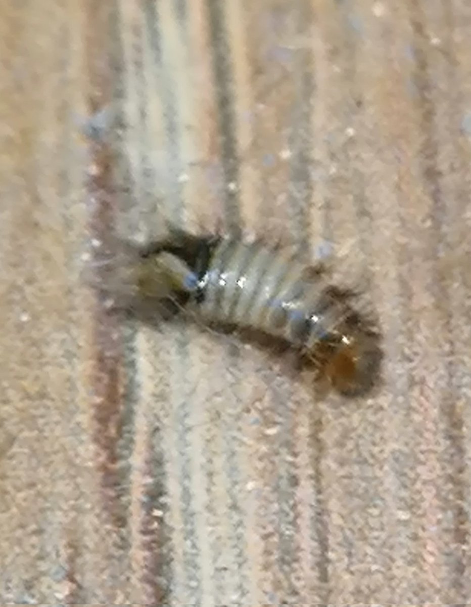 I do love a woolly bear... 
[Sorry to all the Collections people]