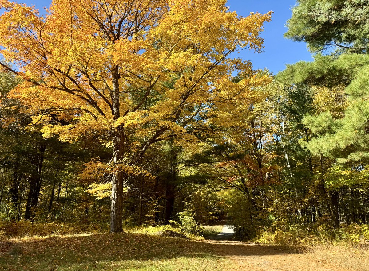 MuskokaCoach18's tweet photo. Came back from Detroit to find the majority of the leaves down in Muskoka 
Here are some of my fav pics I captured this yr 
So lucky to live and work here
#muskoka #thisisfall #winteriscoming https://t.co/SjRNYhqY3v
