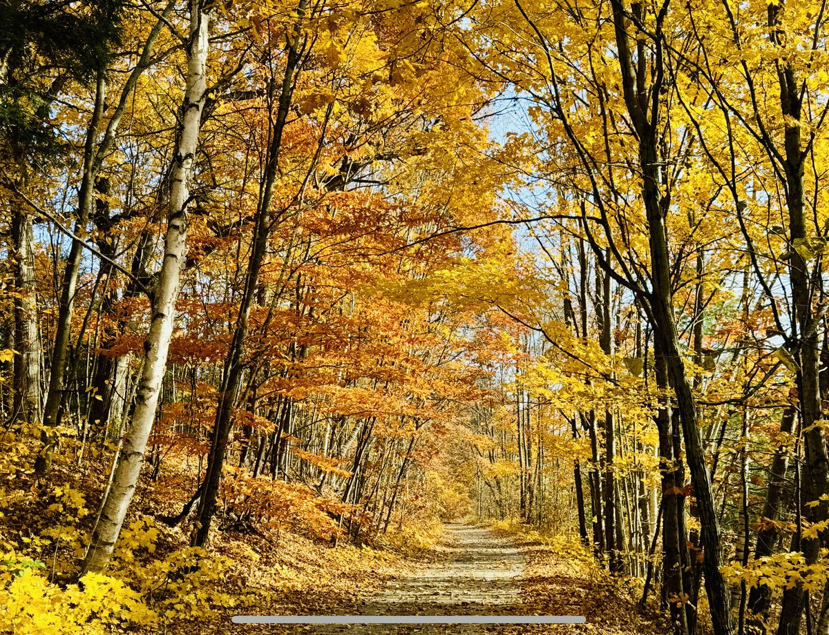 MuskokaCoach18's tweet photo. Came back from Detroit to find the majority of the leaves down in Muskoka 
Here are some of my fav pics I captured this yr 
So lucky to live and work here
#muskoka #thisisfall #winteriscoming https://t.co/SjRNYhqY3v