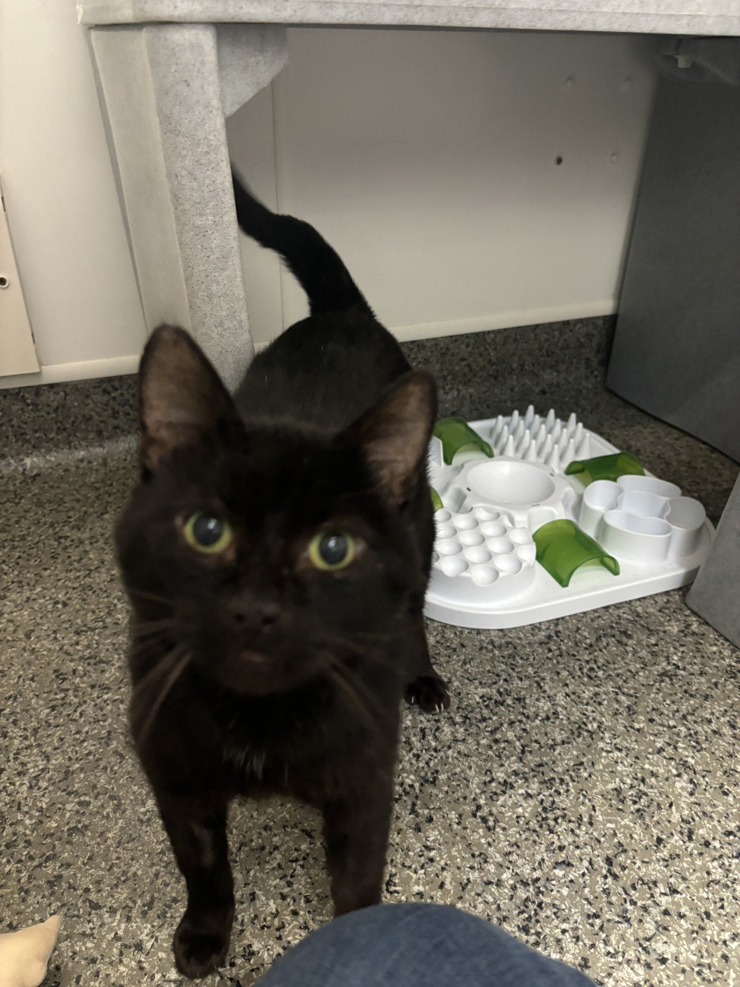 Black cat bobs hot sale